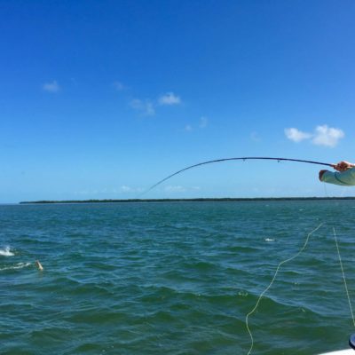 Capt-Ryan-Phinney-Florida-Keys-Flats-Fishing-fly-fishing-tarpon-jumping-key-west