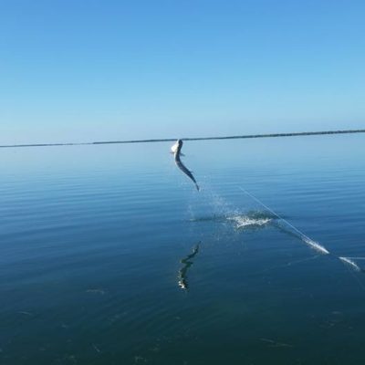 Capt_Ryan_Phinney_Florida-keys-back-country-fishing-jumping-tarpon